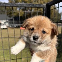 Red and white girl solid face - Red female Pembroke Welsh Corgi puppy in Ocala, Florida from Rivermont Farm