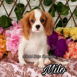 Milo - Blenheim male Cavalier King Charles Spaniel puppy in Hollywood, Florida from World Class Cavaliers