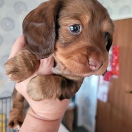 Girl 2 - Dachshund puppy in Homosassa, Florida from Foxies Doxies