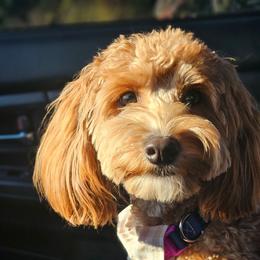 Coco - Goldendoodle