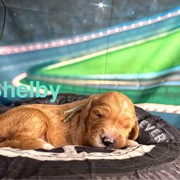 Shelby - Red  female Goldendoodle puppy in Chelan, Washington from North Cascades Doodles