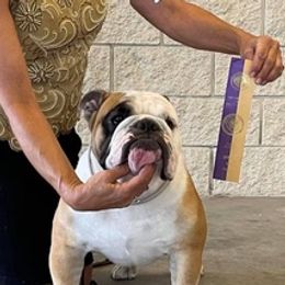 Bulldogs from B's Standard-Bred Bulldogs