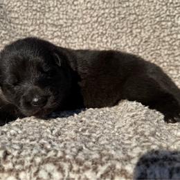Clover - Black female German Shepherd puppy in Lebanon County, Pennsylvania from Regalimage