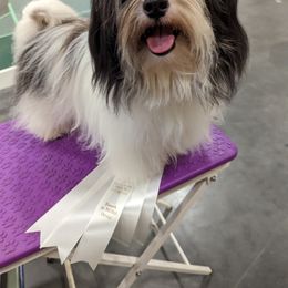 Golden Retriever and Havanese Puppies from Moe's Goldens and HavAntics