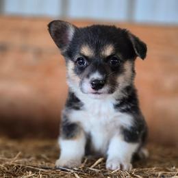 Hashbrown - Black and tan female Pembroke Welsh Corgi puppy in Briggsdale, Colorado from Lovebird Corgis