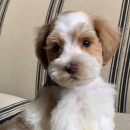 Female 1 - Parti female Miniature Schnauzer puppy in Mc Allen, Texas from True Love Schnauzers