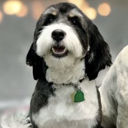 Kimber - Bernedoodle