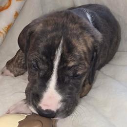 Heath - Brindle male Great Dane puppy in Albany, Oregon from Red Cloud Australian Shepherds and DeGray Great Danes & Bulldogs