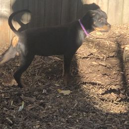 Purple collar - Black and mahogany female Rottweiler puppy in Hermitage, Tennessee from Morris Rottweilers