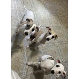 Borzoi, Brussels Griffon, and Whippet Puppies from Patti Fitzgerald