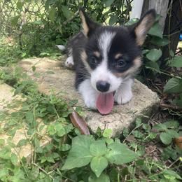 American Corgi and Pembroke Welsh Corgi Puppies from Swell Corgis