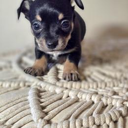 Neo (Neopolitan) - Black and tan male Chihuahua puppy in Plainfield, Indiana from Abby's Pampered Pooches