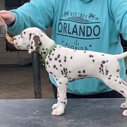 Helix - Dalmatian puppy in Cleveland, Texas from Arrowhead Dalmatians