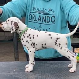 Helix - Dalmatian puppy in Cleveland, Texas from Arrowhead Dalmatians