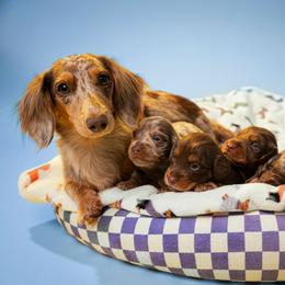 Dachshund and French Bulldog Puppies from Slinky Doxie 305