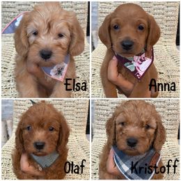 Labradoodle Puppies from Cook Doodles