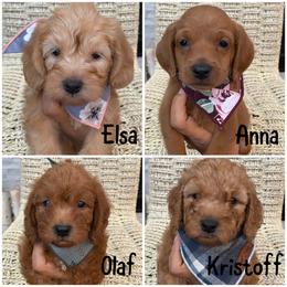 Labradoodle Puppies from Cook Doodles