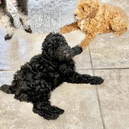 Poodle Puppies from Wanda Burton