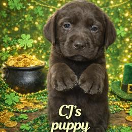OZZIE - CJ - Chocolate boy 2 - 6396 - Chocolate male Labrador Retriever puppy in Brandywine, Maryland from QVR Labradors and Leonbergers