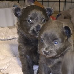 Eleanor - Blue female Pomeranian puppy in Mays Landing, New Jersey from KB Pom Pups by Krystal