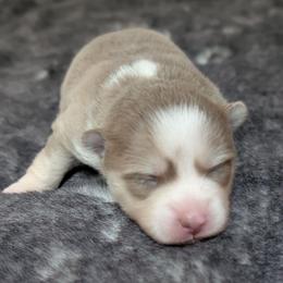 Sami Female - Blue female Pomsky puppy in Hurleyville, New York from My Crazy Pomskys