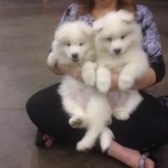 Samoyed and Shiba Inu Puppies from Wintermist Samoyeds
