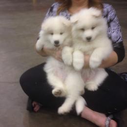 Samoyed and Shiba Inu Puppies from Wintermist Samoyeds