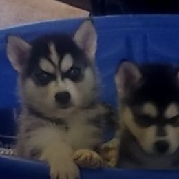Siberian Huskies from Floyd Huskies