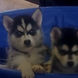 Siberian Huskies from Floyd Huskies
