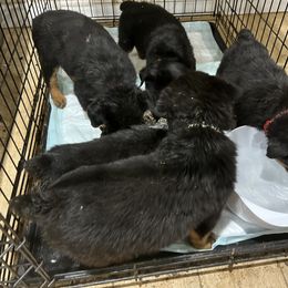 French Bulldog and Rottweiler Puppies from MBArotties_frenchies