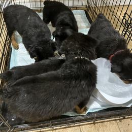 French Bulldog and Rottweiler Puppies from MBArotties_frenchies