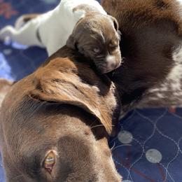 German Shorthaired Pointer Puppies from Thunder Mountain Gun Dogs