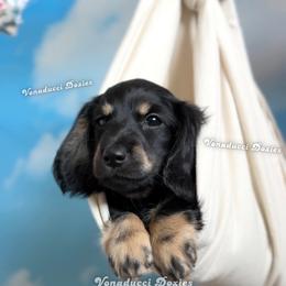Roma - Black and cream female Dachshund puppy in Chandler, Arizona from Vonaducci Doxies, LLC.