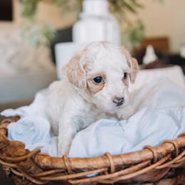 Teal Boy - Cream male Cavapoo puppy in Mckinney, Texas from Doodles of North Tx