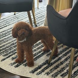 Bella - Red  female Poodle puppy in Southampton, New Jersey from Lavishly Loved Pets LLC