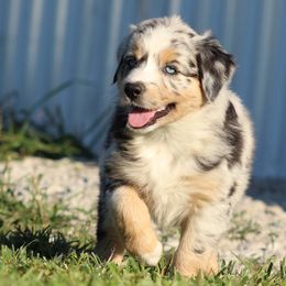 Australian Shepherd Puppies from Vistar Aussies