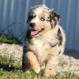 Australian Shepherd Puppies from Vistar Aussies