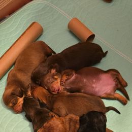 Dachshund Puppies from Tumbleweed Dachshunds