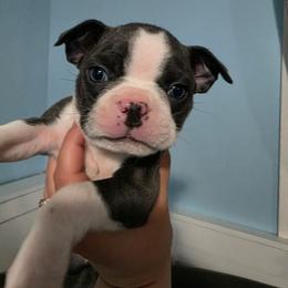 Mijo (Toffee) - Blue male Boston Terrier puppy in Columbus, Ohio from Bryn's AKC Bostons