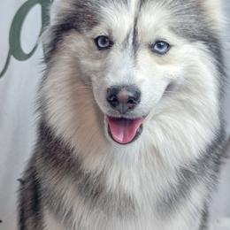 Nova - Silver and white female Pomsky puppy in Pahrump, Nevada from Carrousel Pomskies