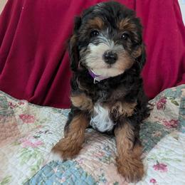 Melody - female Australian Mountain Doodle puppy in Placerville, California from Quartz Mountain Doodles