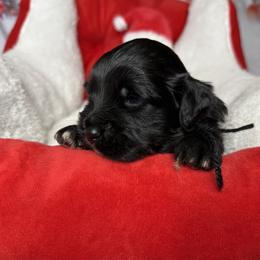Romeo, Black collar - male Golden Mountain Doodle puppy in Lake Panasoffkee, Florida from Donnas Deluxe Doodles LLC