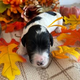 Gourd - Black and white male Bernedoodle puppy in Gilbert, Arizona from The Berne Barn... it’s a Doodle thing!