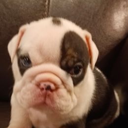 Bulldog Puppies from Baggy Bulldogs of Amarillo