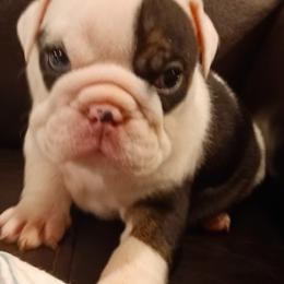 Bulldog Puppies from Baggy Bulldogs of Amarillo