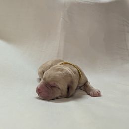 Dilute Retriever and Labrador Retriever Puppies from LC Hunting Labs, LLC.