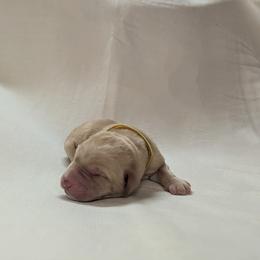 Dilute Retriever and Labrador Retriever Puppies from LC Hunting Labs, LLC.