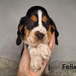 Felix - Black brown and white male Basset Hound puppy in Mack's Creek, Missouri from Mack's Creek Basset Hounds