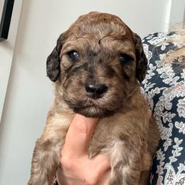 Dash - Sable male Assorted Doodle Crosses puppy in Irmo, South Carolina from Kava Kennels