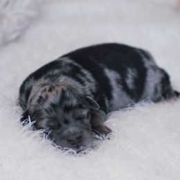 Oliver - Blue merle male Miniature American Shepherd puppy in Chocowinity, North Carolina from Foxtail Hollow